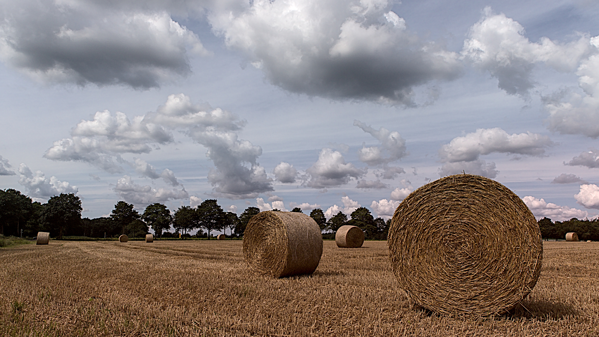 Rundballen im Weizenfeld